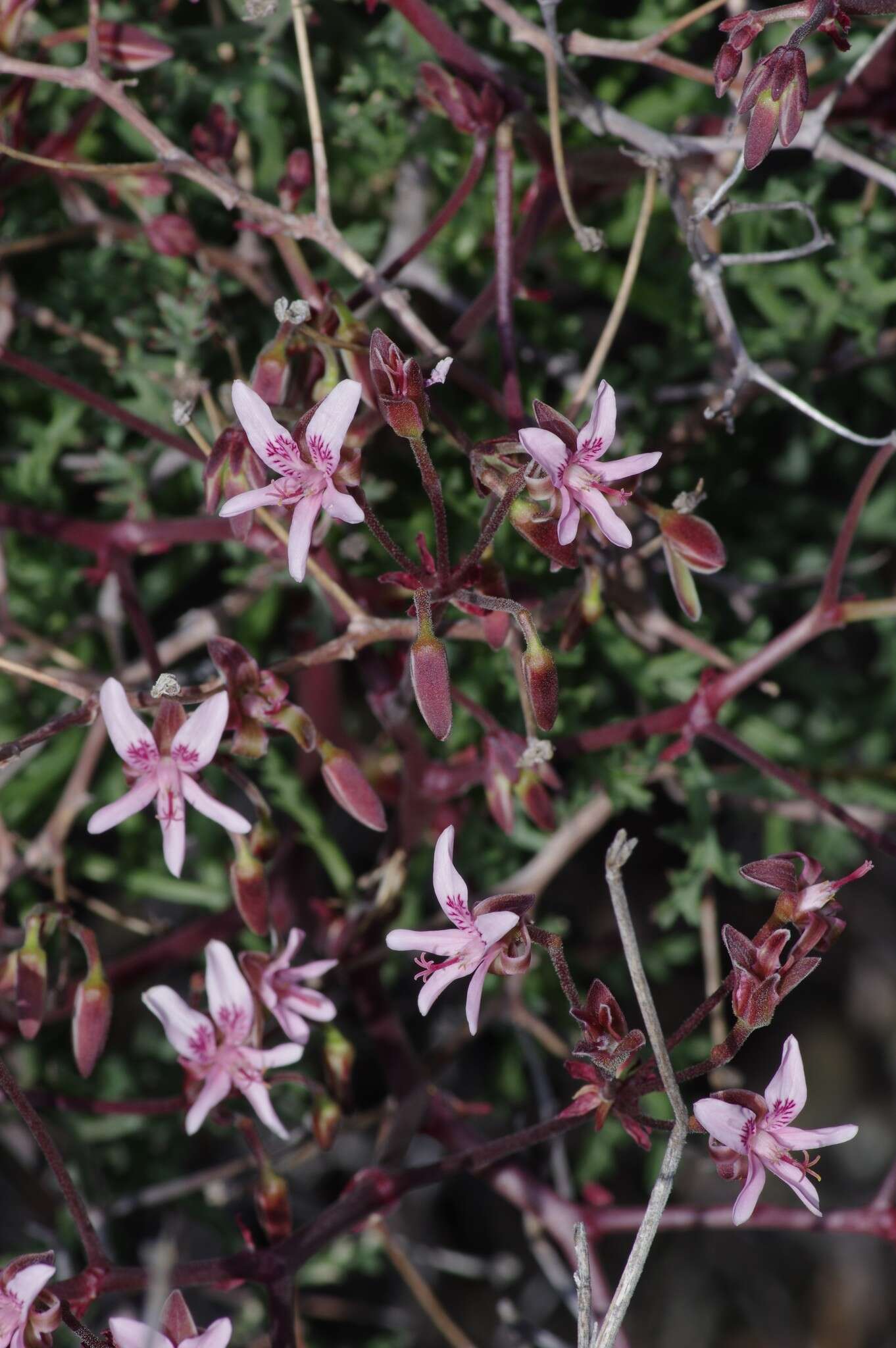 Image of Pelargonium crithmifolium J. E. Sm.