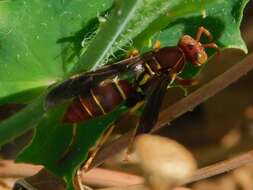 Image of Polistes dorsalis dorsalis