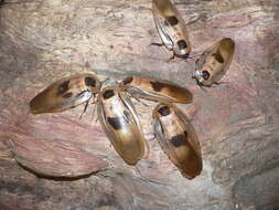 Image of Caribbean Giant Cockroach