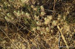 Image of Lepidium cardamines L.