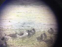 Image of Nordmann's Greenshank