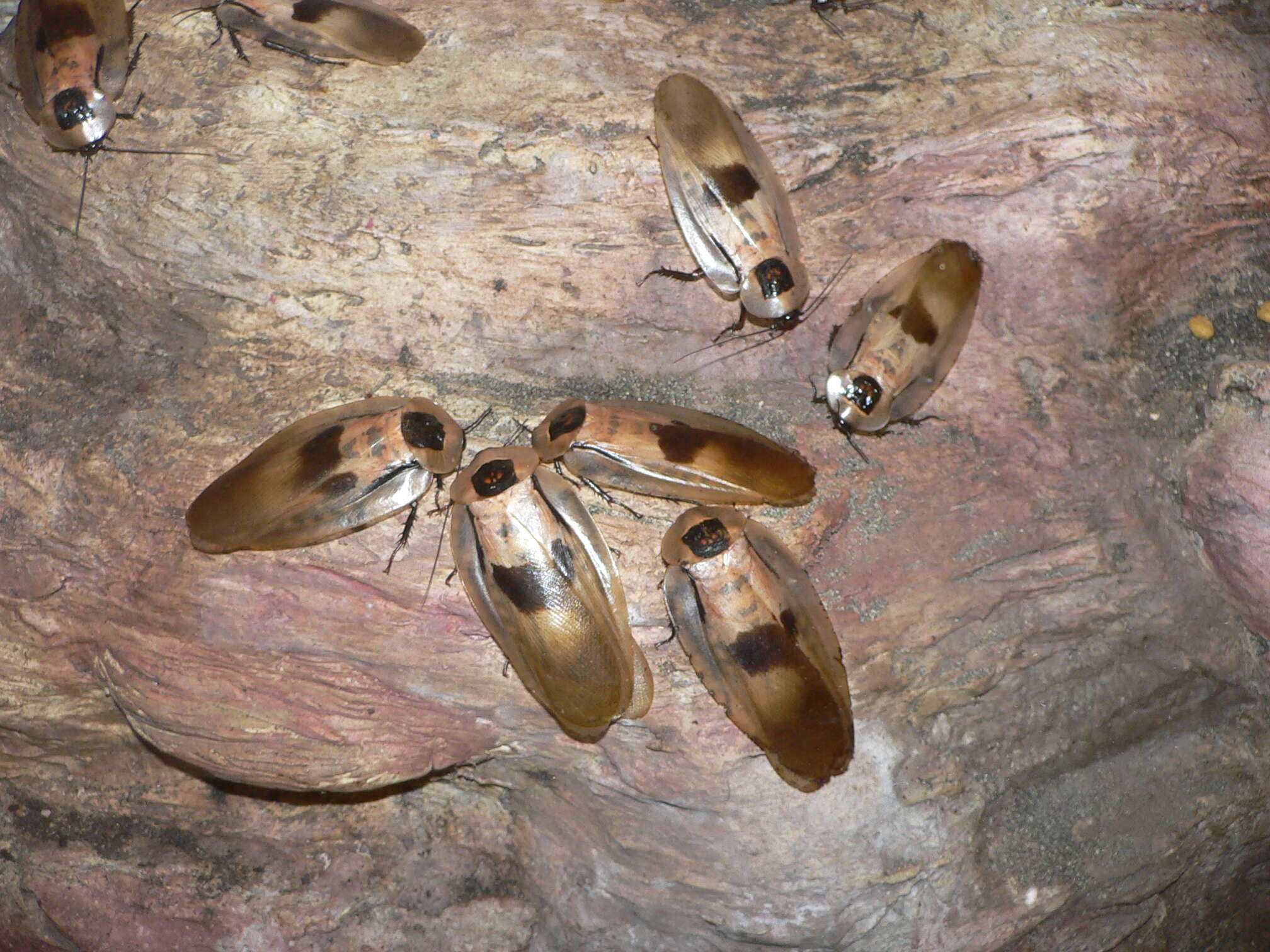 Image of Caribbean Giant Cockroach