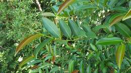 Image of Adinandra dumosa Jack