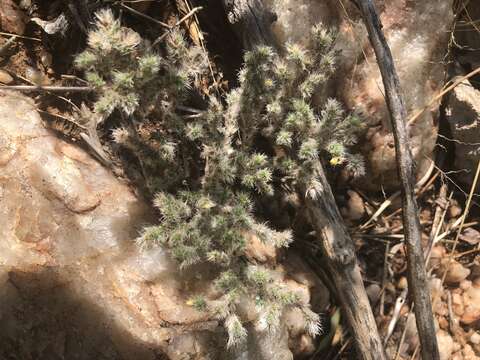 Image of Portulaca wightiana Wall.