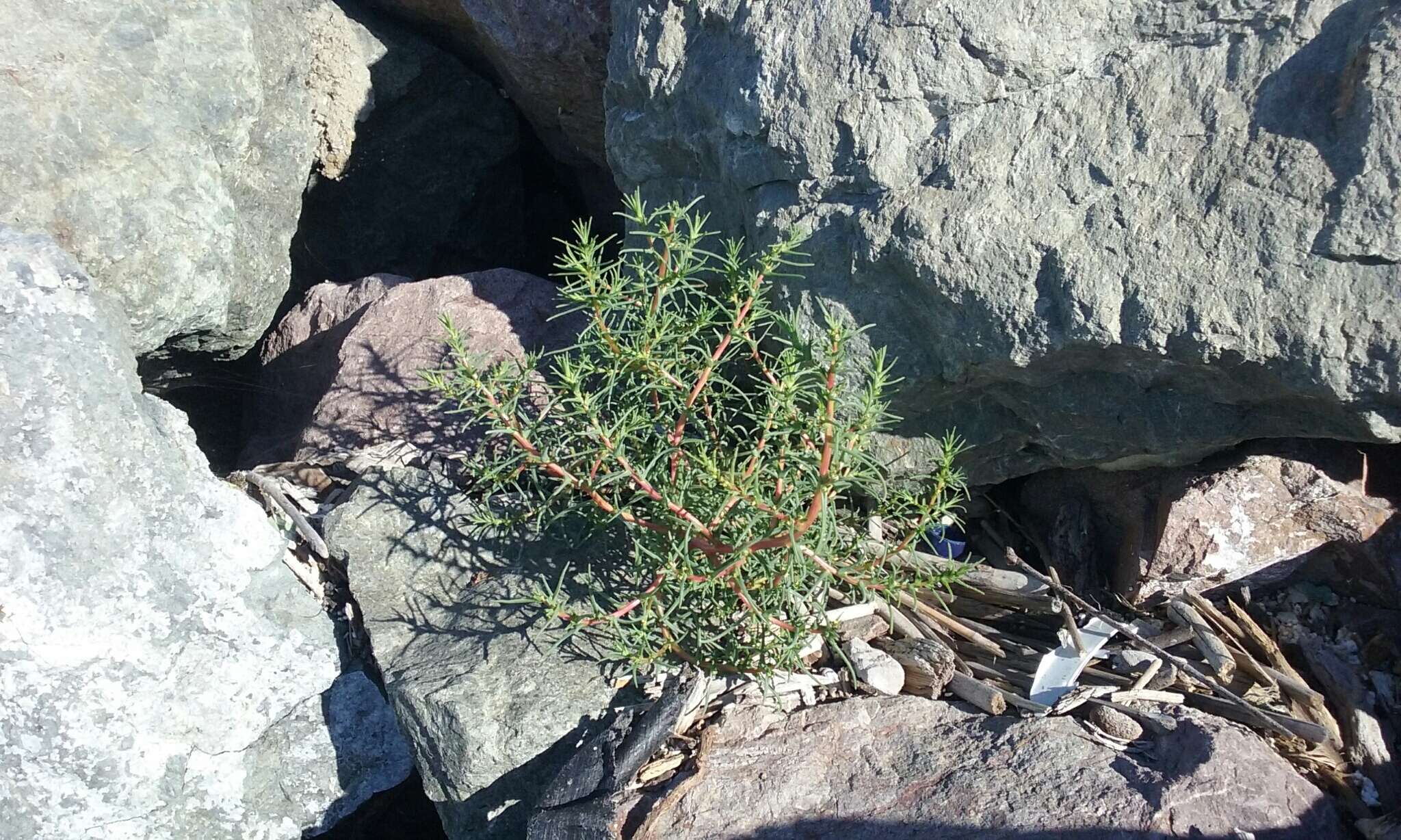 Imagem de Salsola soda L.