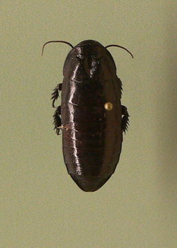 Image of <i>Cryptocercus garciai</i> Burnside, Smith & Kambhampati 1999