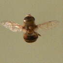 Image of Bill Gates' flower fly