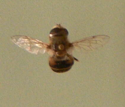 Image of Bill Gates' flower fly