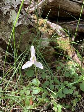 Image of Codonorchis