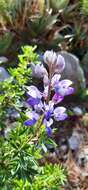 Plancia ëd Lupinus cacuminis Standl.