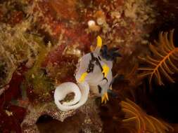 Image of Crowned nudibranch