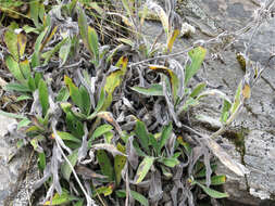 Image of Myosotis macrantha (Hook. fil.) Benth. & Hook. fil.