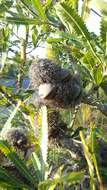 Image of Banksia aemula R. Br.