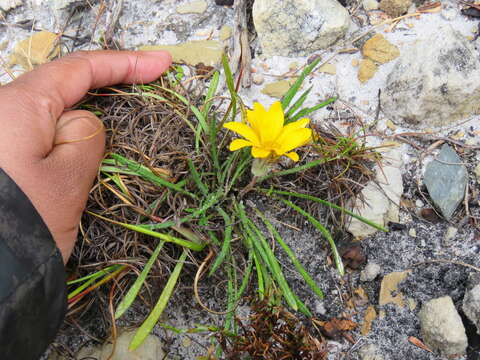 Image of Gazania serrata DC.