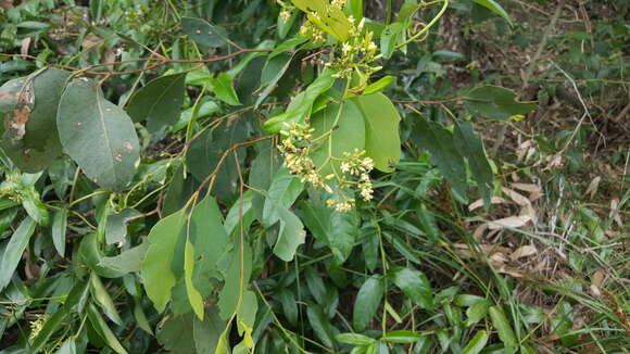 Слика од Parsonsia straminea (R. Br.) F. Müll.