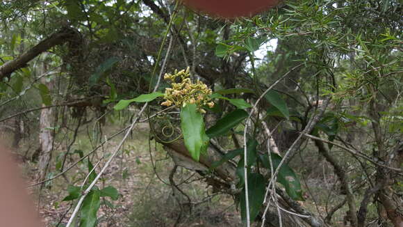 Image of Parsonsia straminea (R. Br.) F. Müll.