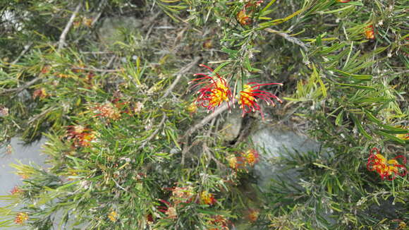 Image of Grevillea concinna R. Br.