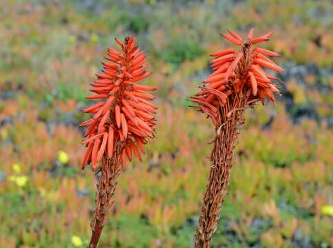 Image of candelabra aloe