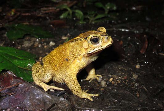 Image of Asian black-spined toad