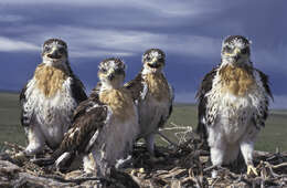 Image of Ferruginous Hawk