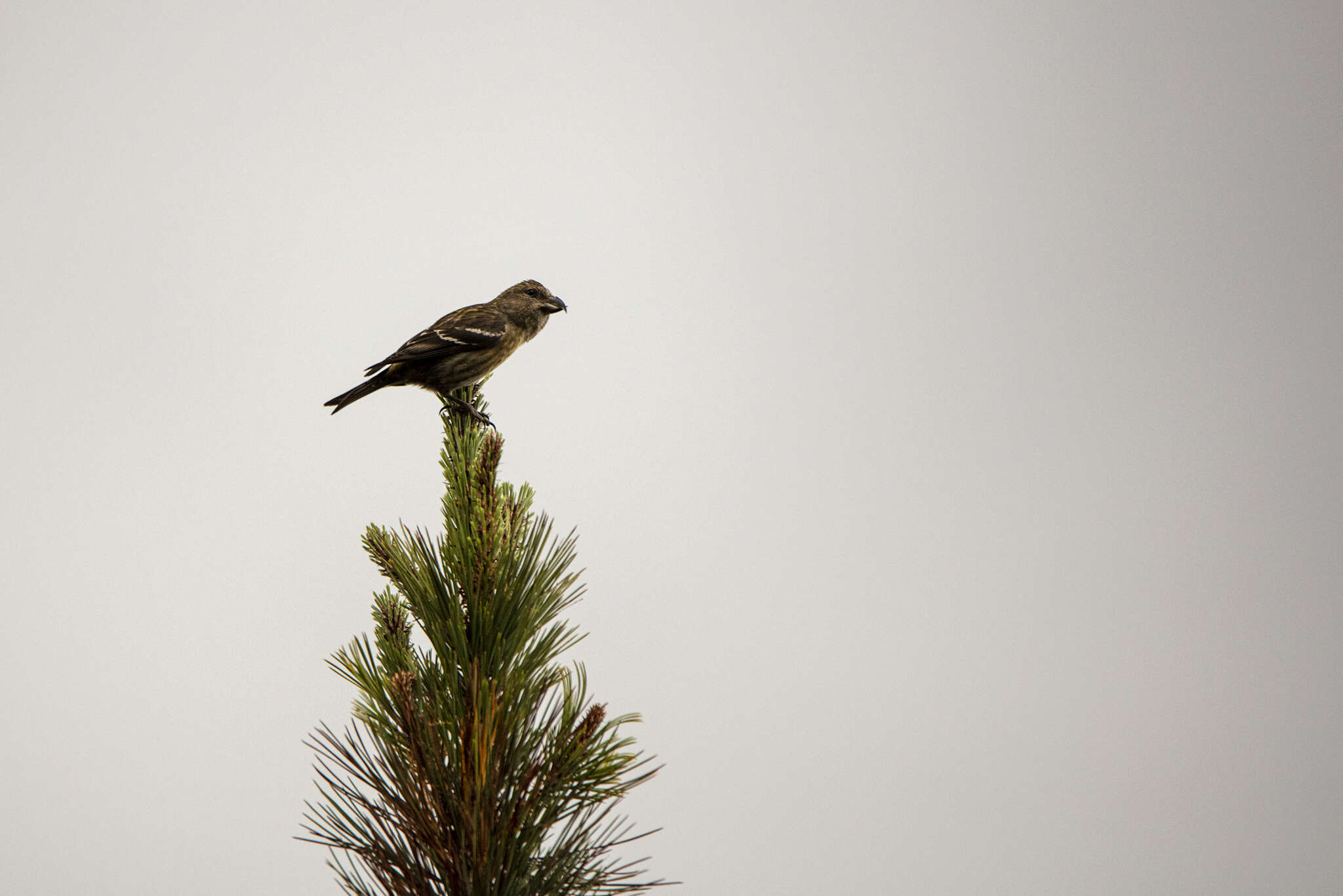 Image of Hispaniolan Crossbill