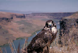 Image of Prairie Falcon