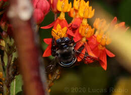 Image of Xylocopa splendidula Lepeletier 1841