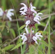 Image of basil beebalm