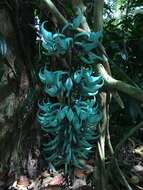 Image of Jade Vine