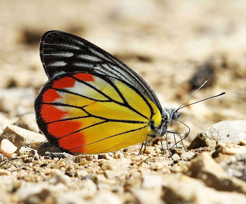 Delias hyparete (Linnaeus 1758) resmi