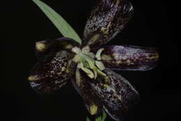 Image of Fritillaria oranensis Pomel