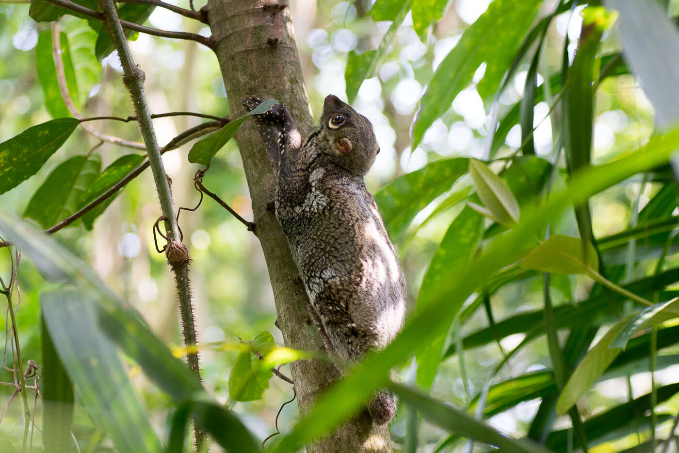 Image of Malayan Flying Lemurs