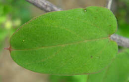 Image of Ceropegia lugardiae N. E. Br.