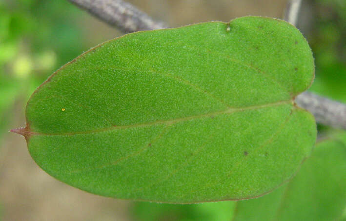 Image of Ceropegia lugardiae N. E. Br.