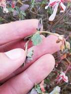 Image of Pelargonium acetosum (L.) L'Herit ex Soland.