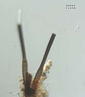 Image of Chalara insignis (Sacc., M. Rousseau & E. Bommer) S. Hughes 1953