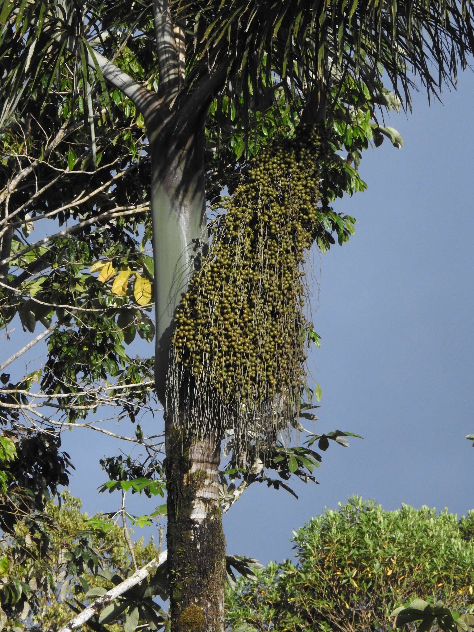 Plancia ëd Dictyocaryum lamarckianum (Mart.) H. Wendl.