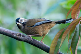 Image of Moustached Laughingthrush