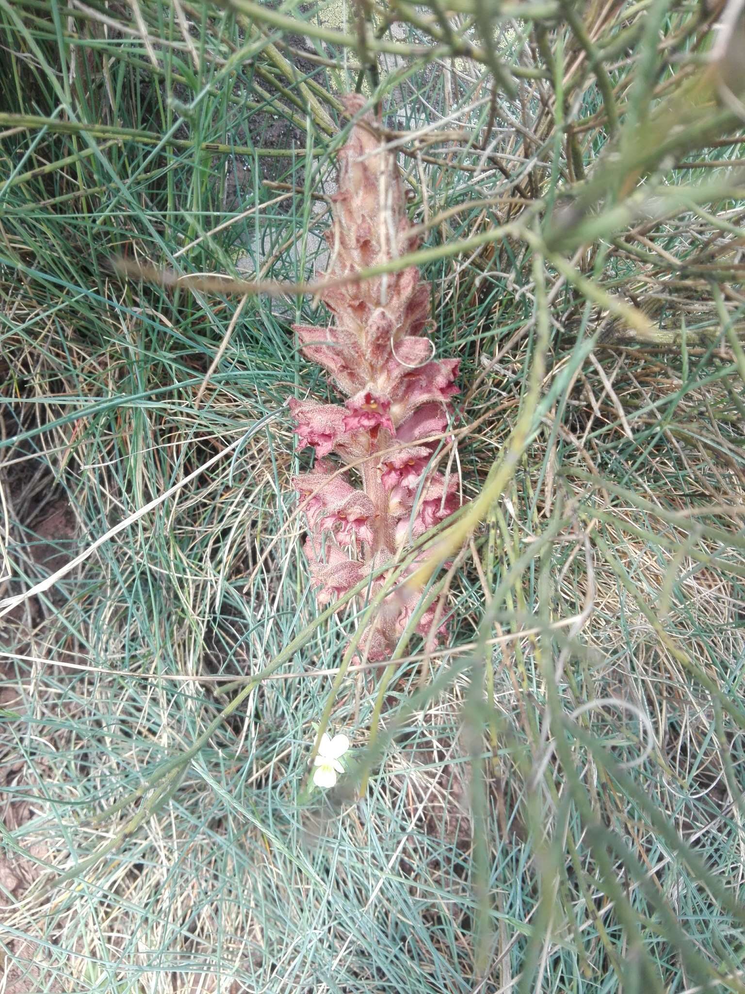 Image of greater broomrape