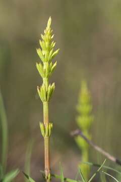 Image of Shady Horsetail