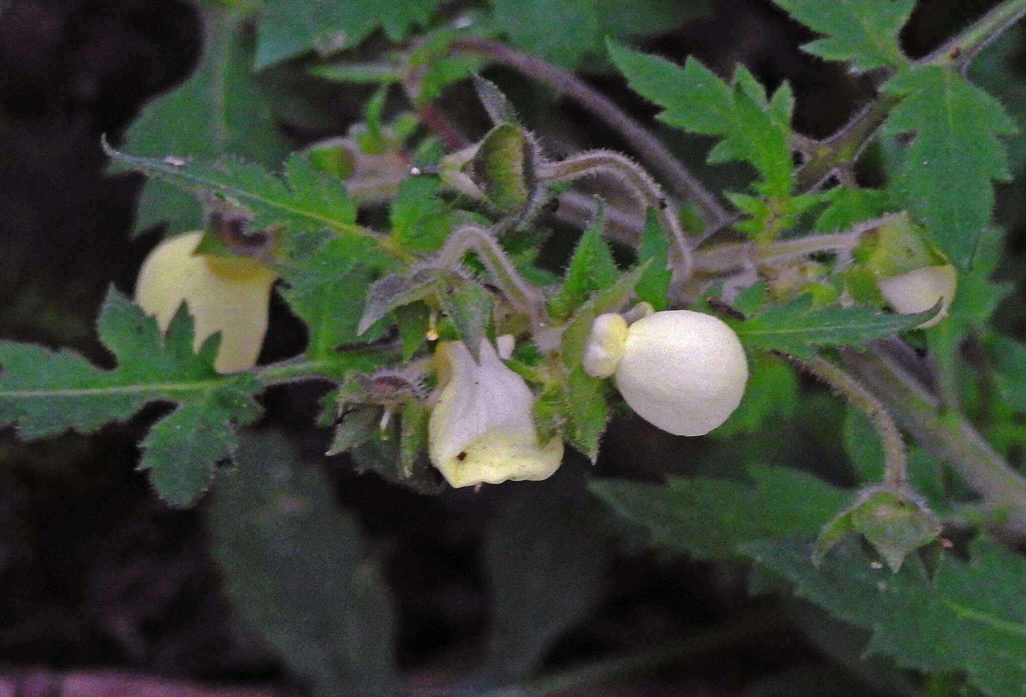 Image of Calceolaria chelidonioides Kunth