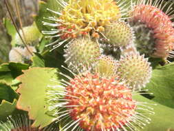 Image of Leucospermum winteri J. P. Rourke