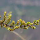 Image de Paronychia sanchez-vegae Montesinos & Kool