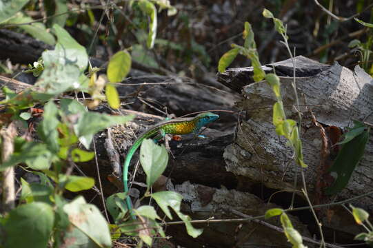 Image of Spix's Whiptail