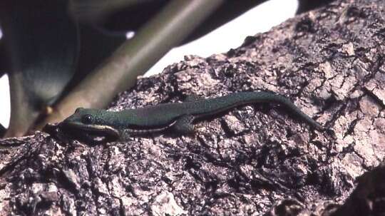 Plancia ëd Phelsuma lineata Gray 1842