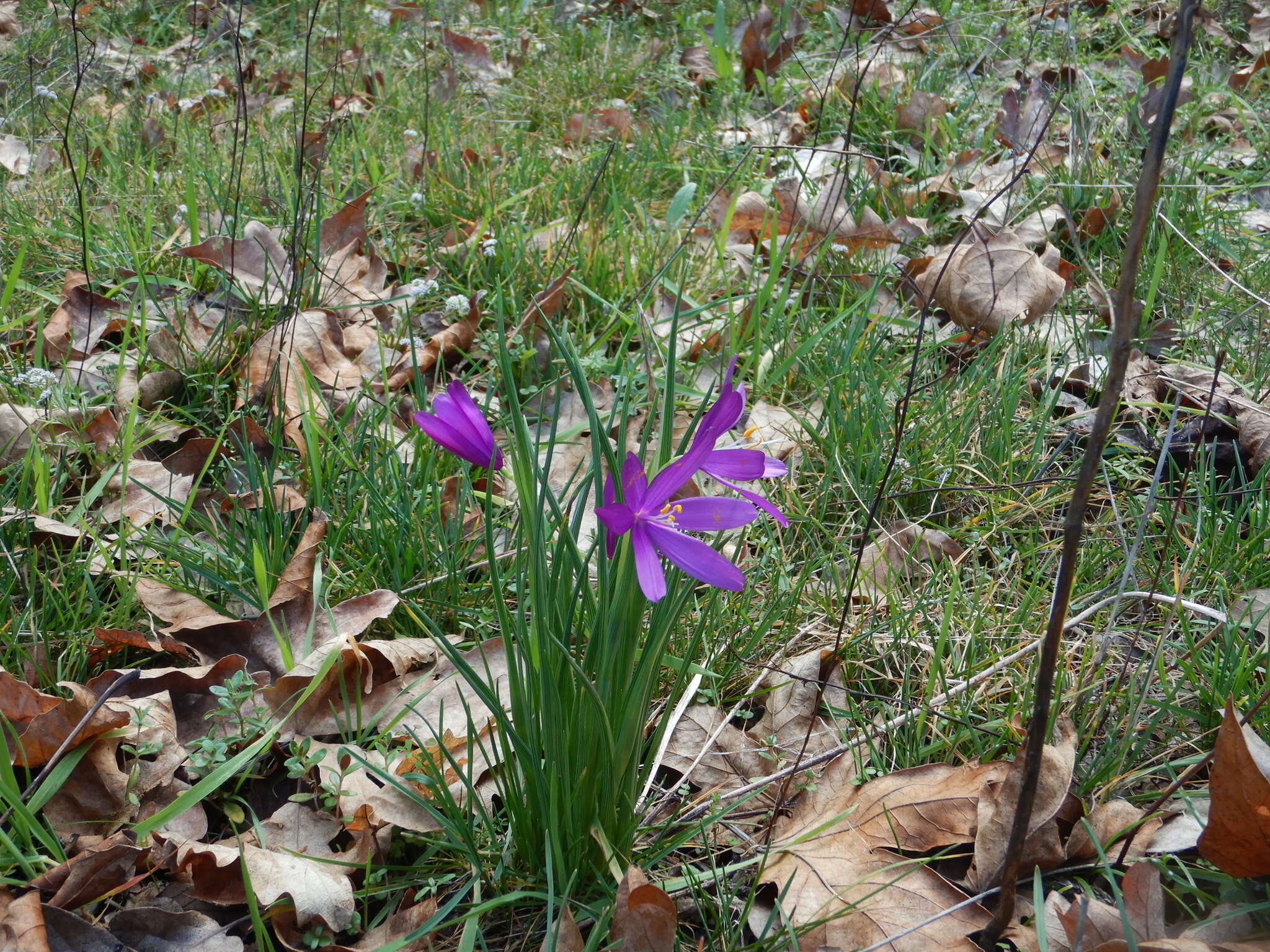 Image of Douglas' grasswidow