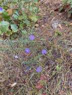 Image de Symphyotrichum grandiflorum (L.) G. L. Nesom