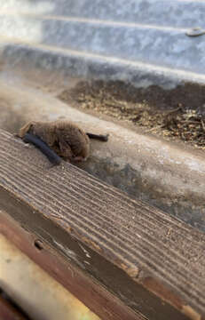 Image of Pied bats; Wattled bats.