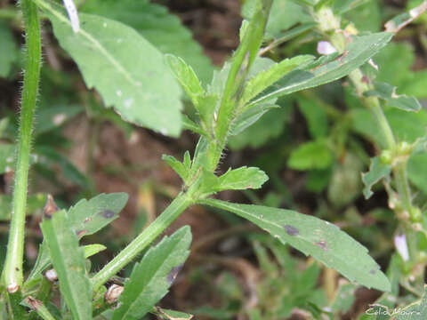 Слика од Stachytarpheta lythrophylla Schauer