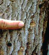 Image of Asian Longhorned Beetle